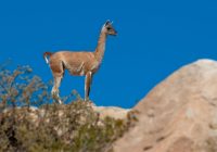 Cerro verde recibe certificación internacional por su trabajo en favor de la conservación de la biodiversidad