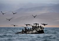 Monitoreo de Camisea registró más de 14.5 millones de aves de 148 especies en la Reserva Nacional Paracas