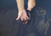 Investigación en la amazonia: recuperación de cuerpos de agua afectados por la minería ilegal