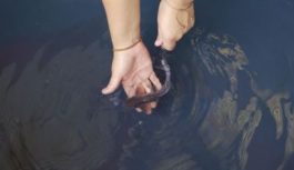 Investigación en la amazonia: recuperación de cuerpos de agua afectados por la minería ilegal
