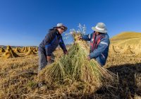 ANTAPACCAY inicia campaña de instalación de pastos cultivados beneficiando a más de 1,400 familias productoras de Espinar