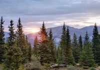 Programa Bosques conservó 1.8 millones de hectáreas mediante incentivos y planes de negocio