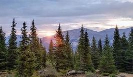 Programa Bosques conservó 1.8 millones de hectáreas mediante incentivos y planes de negocio