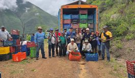 Minera y agroexportadora impulsan juntos la primera cosecha de 40 toneladas de palta Hass de exportación en Chuquitambo
