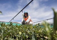 Antapaccay impulsa la forestación altoandina en espinar con 60 mil plantones de especies originarias en 2025