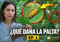 Pan American Silver Shahuindo lanza “Condebamba Sostenible”, un programa que recoge experiencias de productores de palta Hass