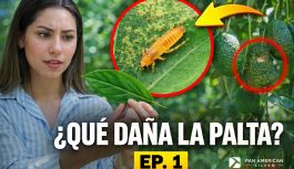 Pan American Silver Shahuindo lanza “Condebamba Sostenible”, un programa que recoge experiencias de productores de palta Hass