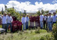 Pan American Silver Shahuindo impulsa primera cosecha de palta Hass certificada para exportación en el Valle de Condebamba, Cajamarca