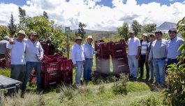 Pan American Silver Shahuindo impulsa primera cosecha de palta Hass certificada para exportación en el Valle de Condebamba, Cajamarca